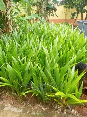 Malaysian Dwarf Coconut