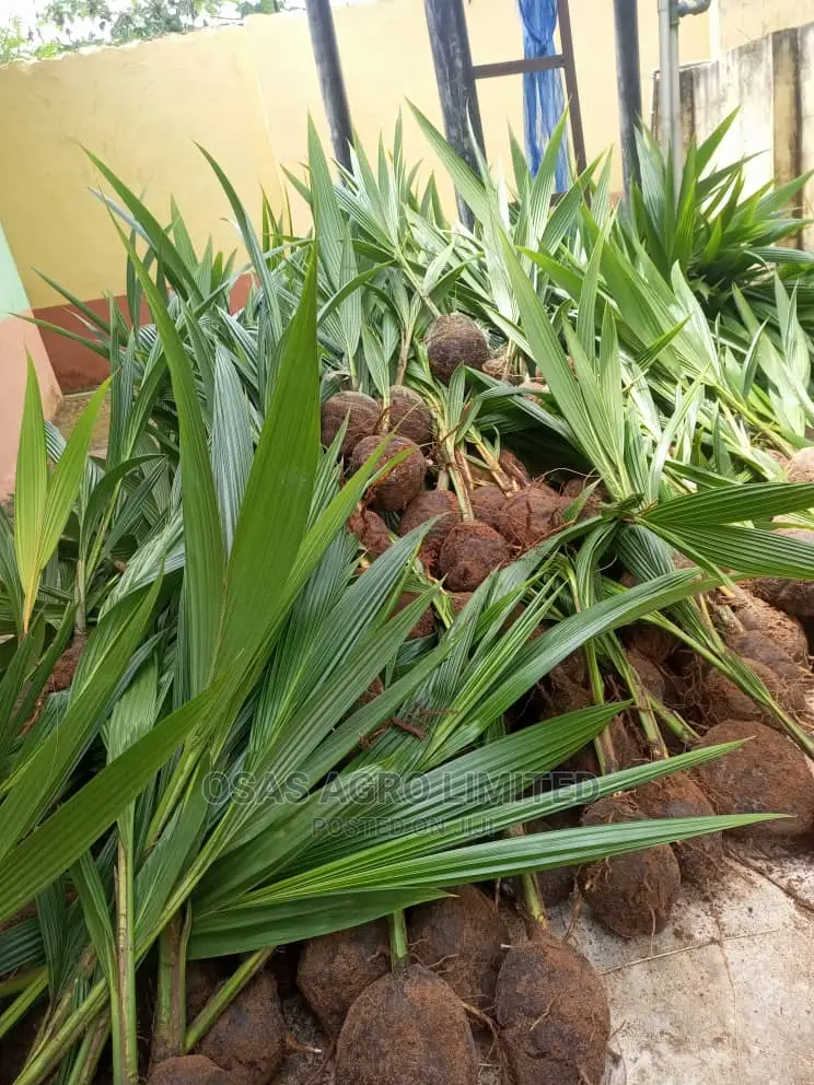 Malaysian Dwarf Coconut