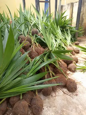 Malaysian Dwarf Coconut