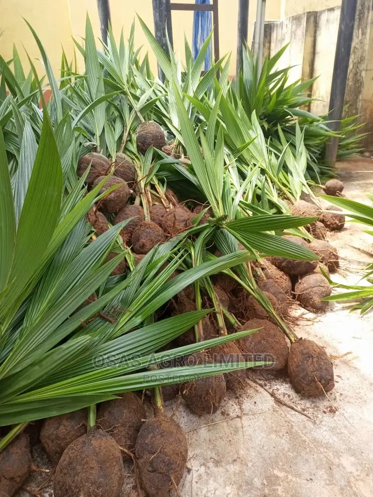 Malaysian Dwarf Coconut
