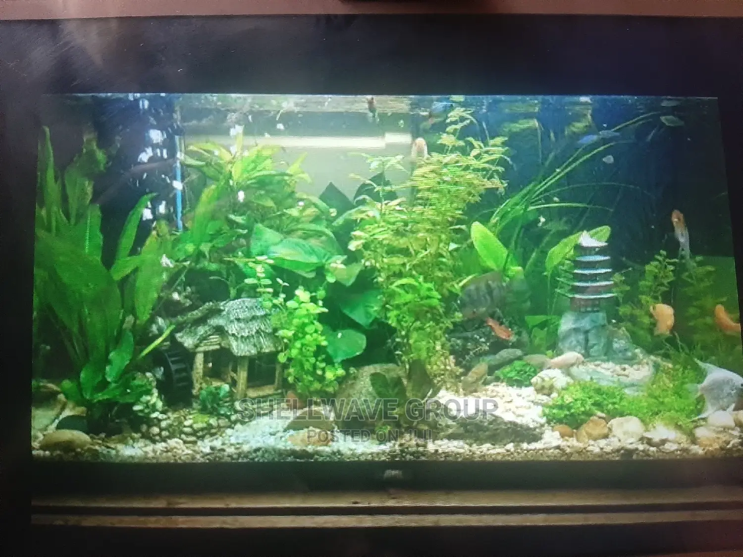Rimless Aquarium for Sale