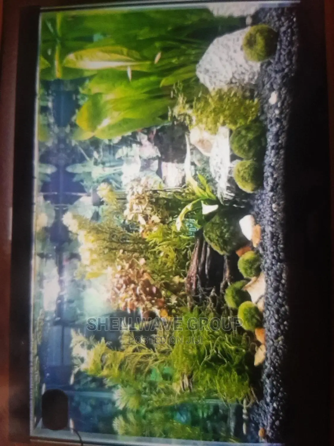 Rimless Aquarium for Sale