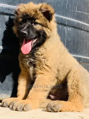 3-6 Months Male Purebred Caucasian Shepherd