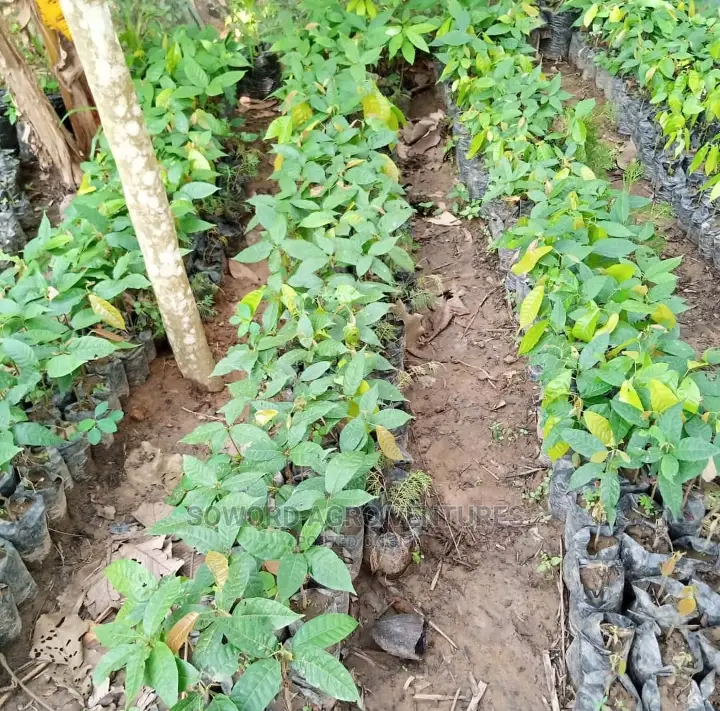 Cocoa Seedings