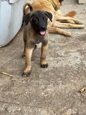 1-3 months Female Purebred Belgian Malinois