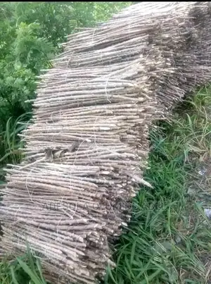 Cassava Stem