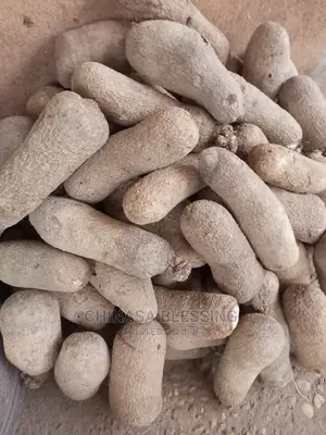Benue Yam Seedlings