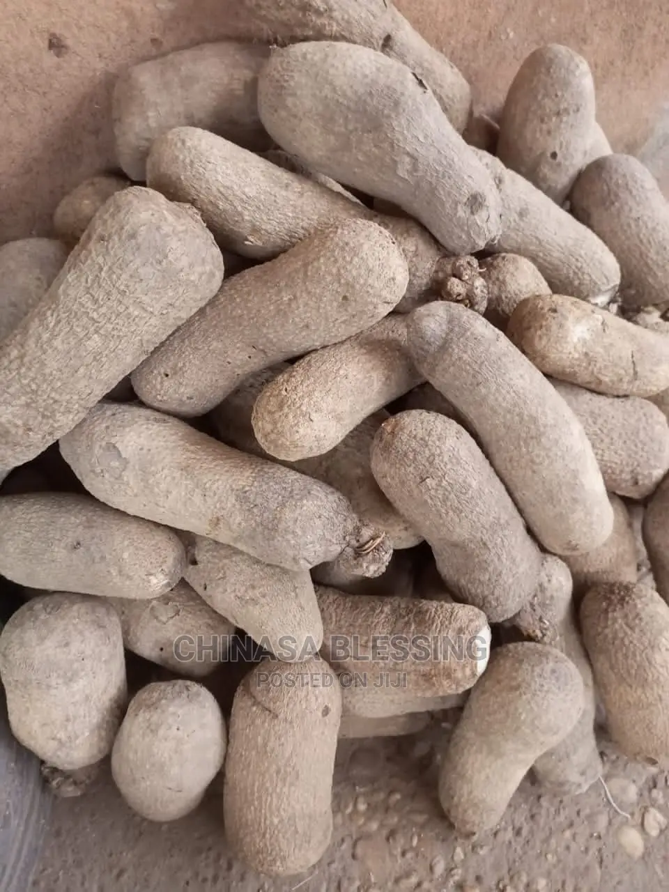 Benue Yam Seedlings