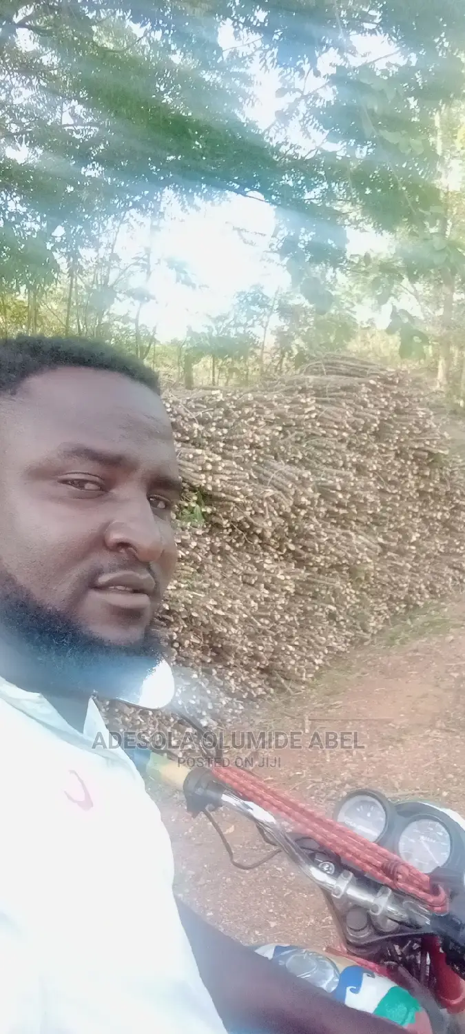Cassava Stem