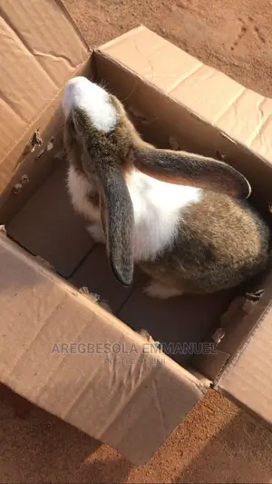 Rabbit at Afaulks Farms Ikorodu for Sale
