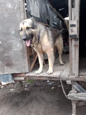 1+ year Male Purebred Caucasian Shepherd