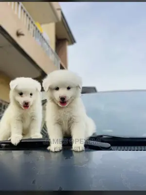 1-3 months Female Purebred American Eskimo