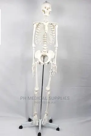 Full Body Human Skeleton