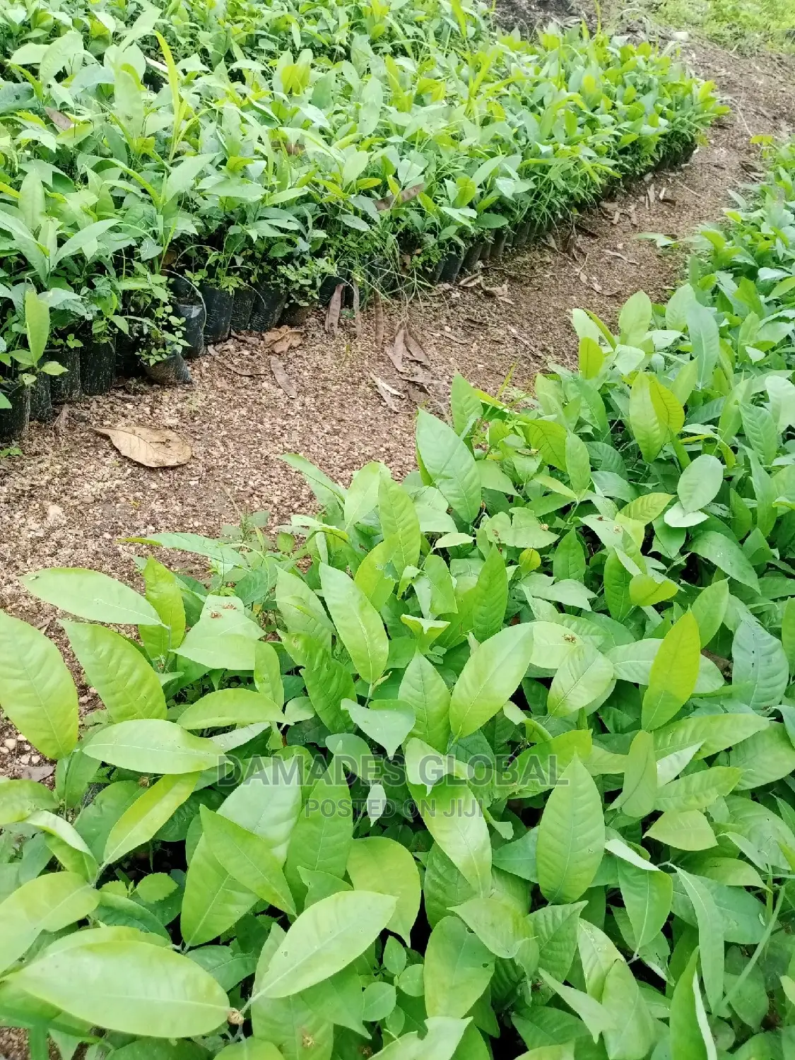 Ogbono Seedlings