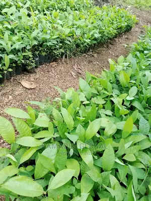 Ogbono Seedlings