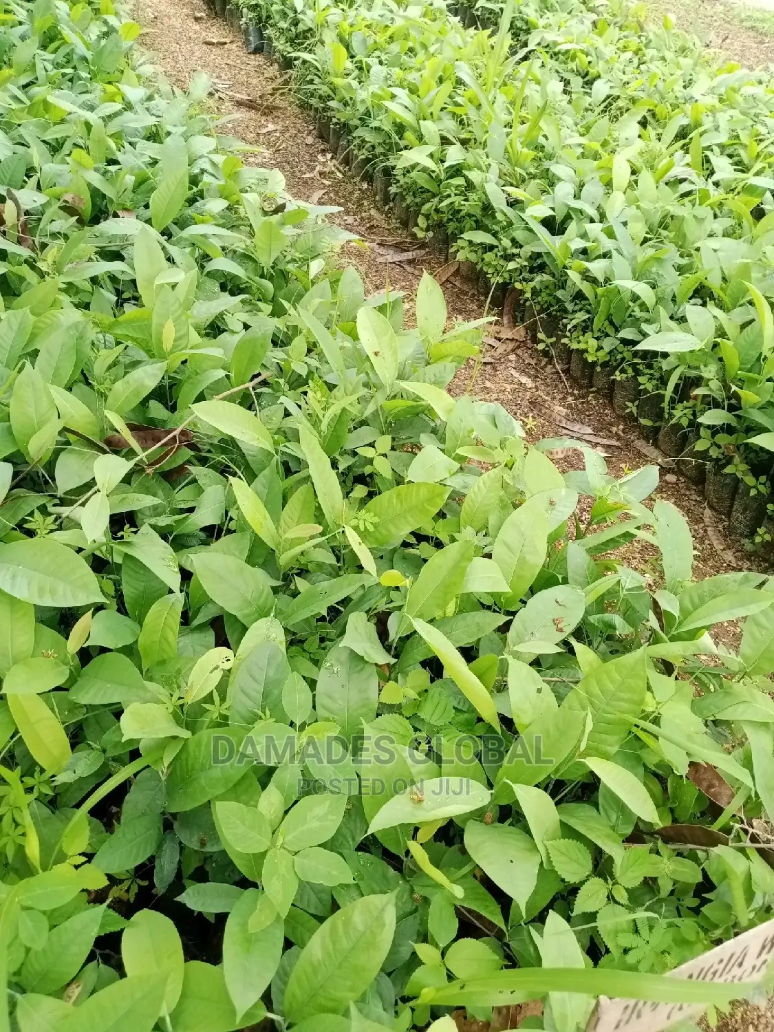 Ogbono Seedlings