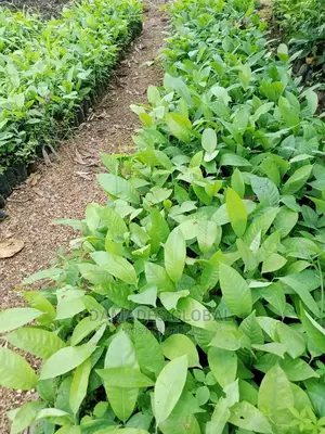 Ogbono Seedlings