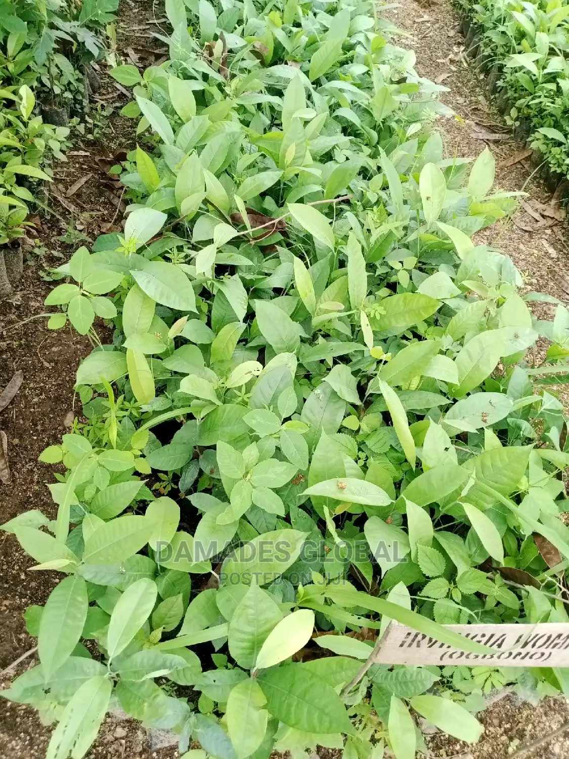 Ogbono Seedlings