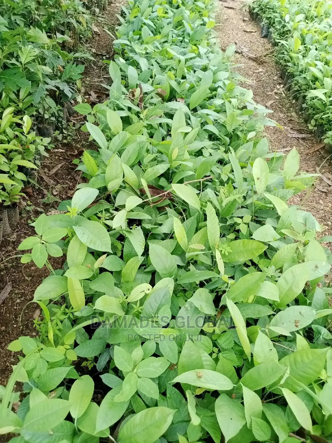 Ogbono Seedlings