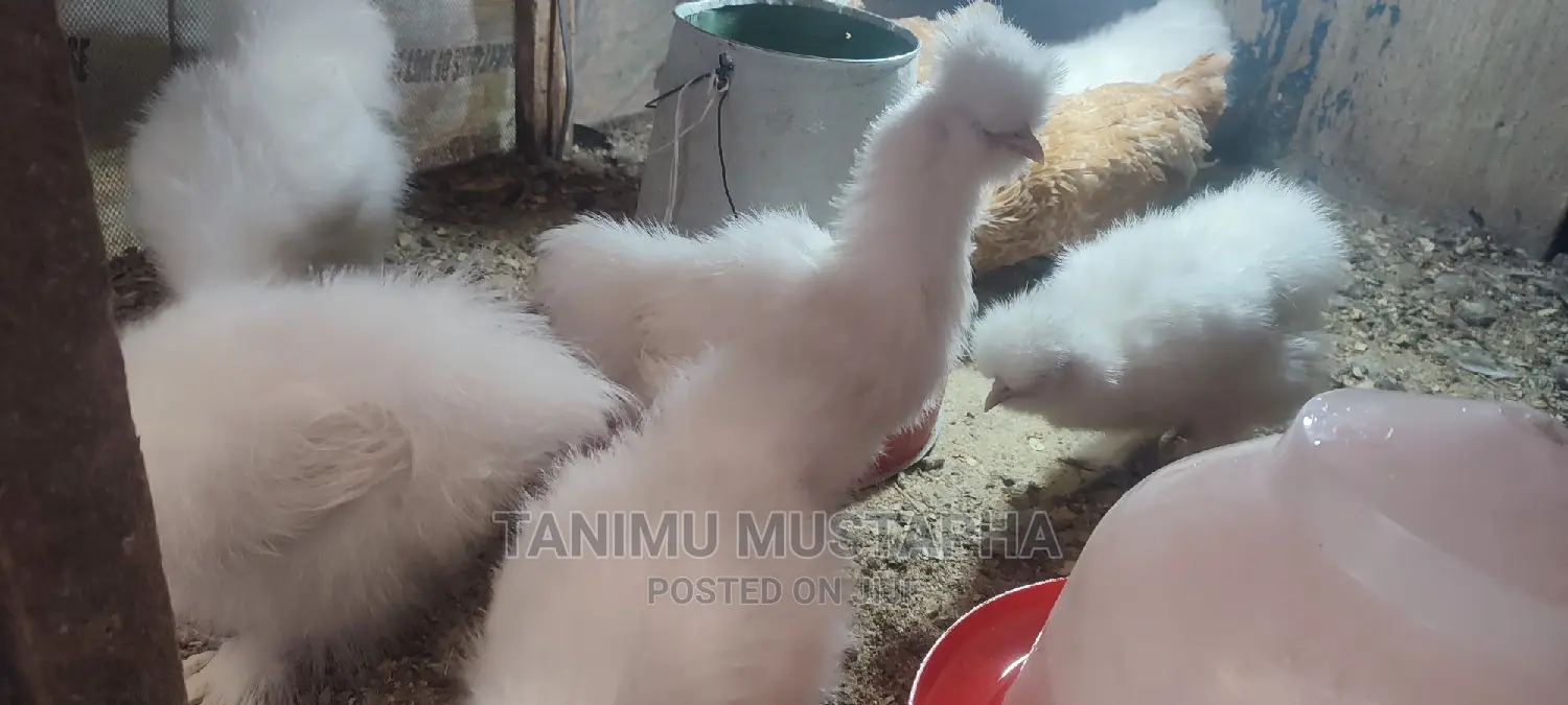 Silkie Chicks and Eggs
