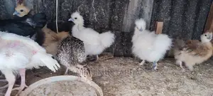 Silkie Chicks and Eggs