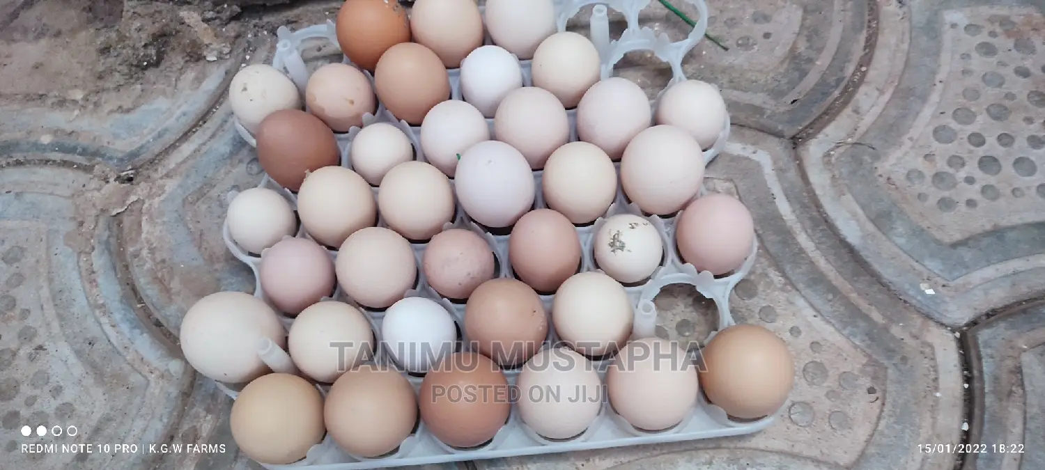 Silkie Chicks and Eggs