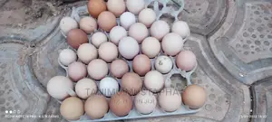 Silkie Chicks and Eggs
