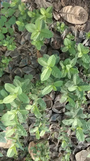 Hybrid Dwarf Guava Seedlings