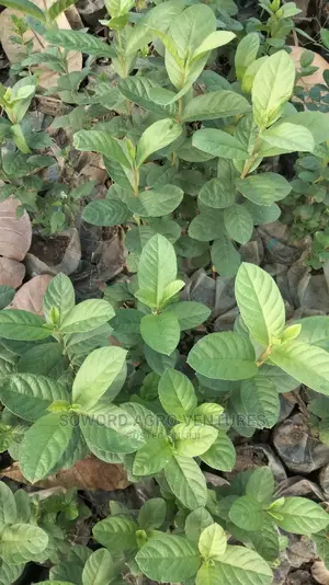 Hybrid Dwarf Guava Seedlings