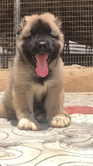 1-3 months Female Purebred Caucasian Shepherd