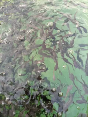 Catfish Juveniles For Sale