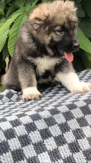 1-3 months Female Purebred Caucasian Shepherd