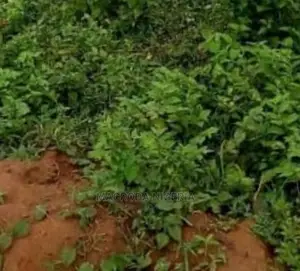 900sqm Land With Demolishable Structure for Sale