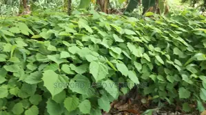 Malina Seedlings