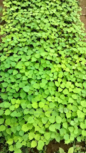 Malina Seedlings