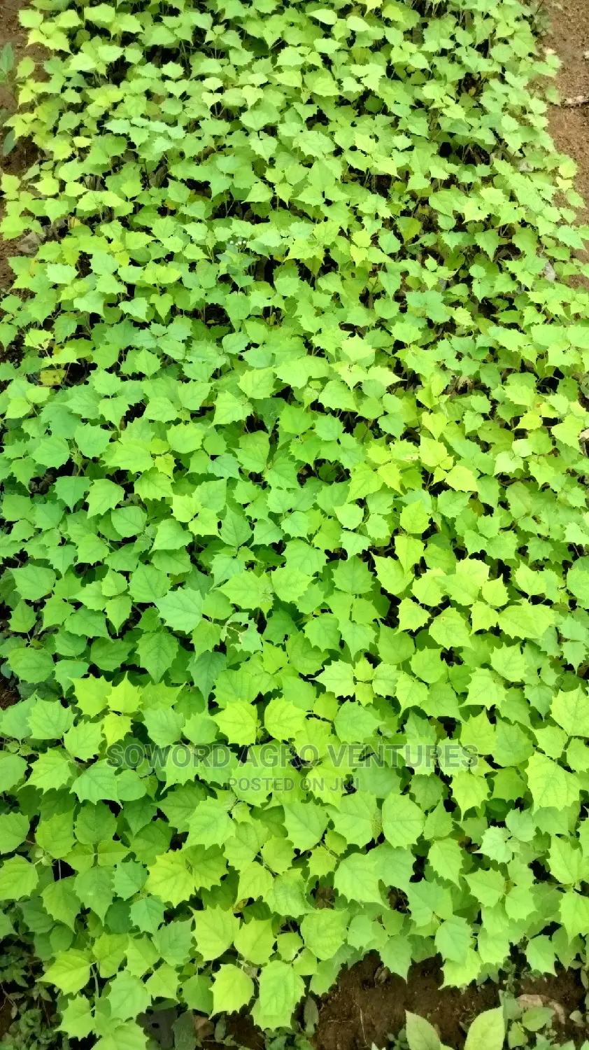 Malina Seedlings