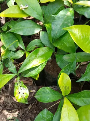 Bitterkola Seedlings