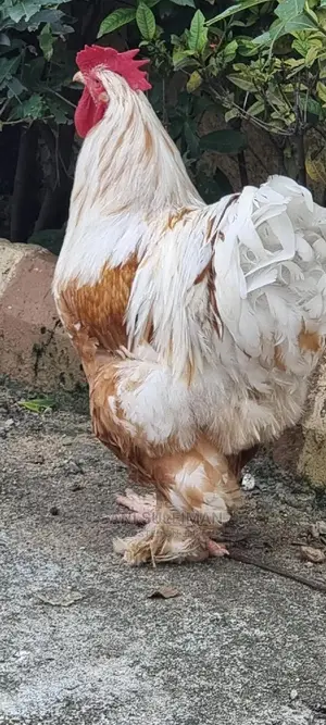 Male and Female Brahma Chicken