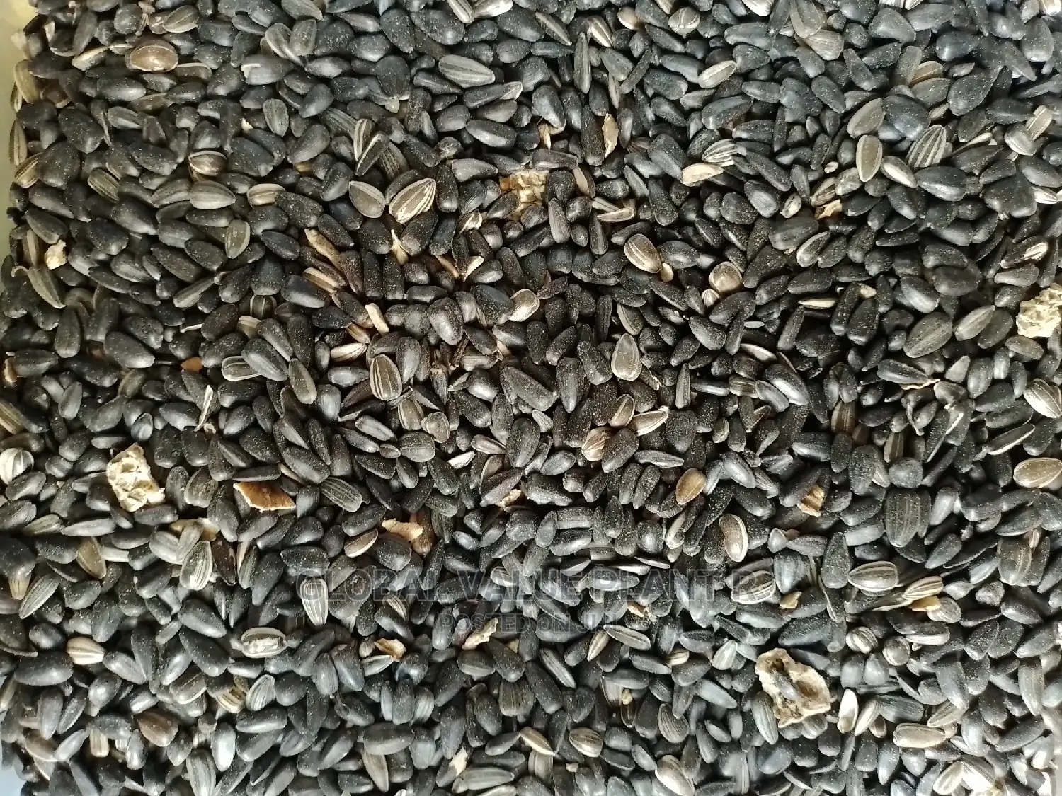 Sunflower Seed