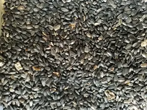 Sunflower Seed