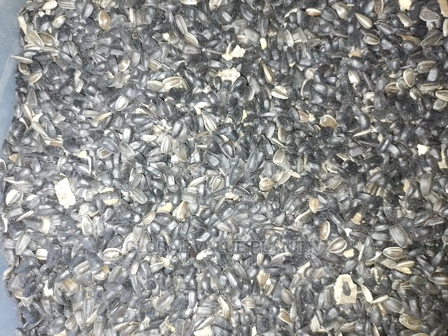 Sunflower Seed