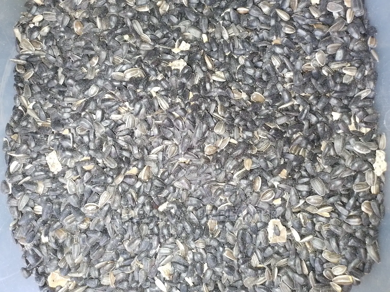 Sunflower Seed