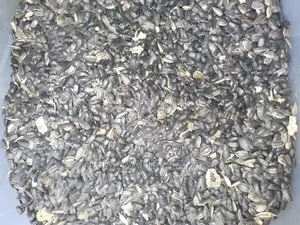 Sunflower Seed