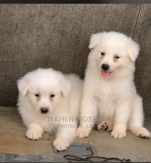 1-3 months Female Purebred American Eskimo