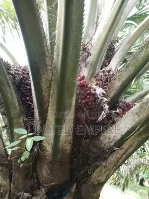 Hybrid Tenera and Super Gene Oil Palm Seedlings