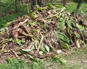 Plantain Suckers Available for Sale