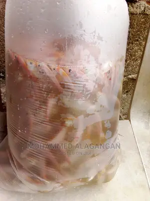Red Tilapia Fingerlings and Juveniles