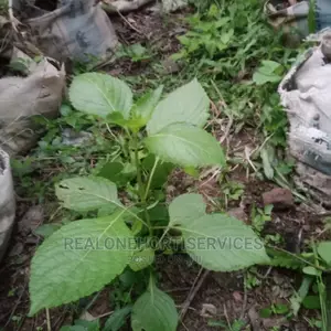 Scent Leaves Seedlings for Home Kitchen