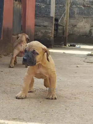 1-3 months Female Purebred Boerboel