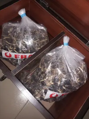 Improved Tenera Sprouted Seeds